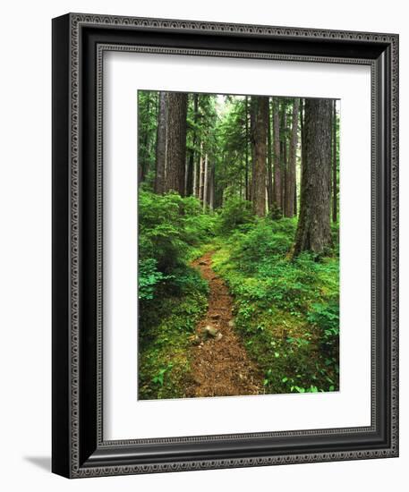 Path Through Old-Growth Rainforest, Olympic National Park, Washington, USA-Adam Jones-Framed Photographic Print