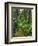 Path Through Old-Growth Rainforest, Olympic National Park, Washington, USA-Adam Jones-Framed Photographic Print