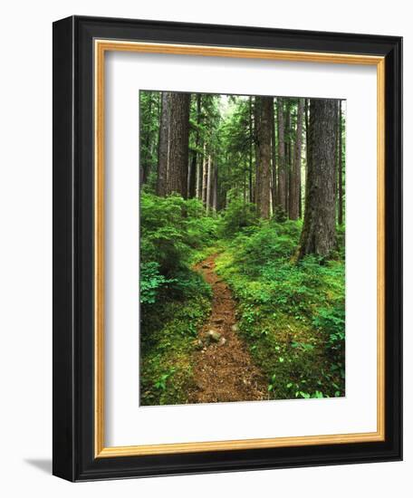 Path Through Old-Growth Rainforest, Olympic National Park, Washington, USA-Adam Jones-Framed Photographic Print