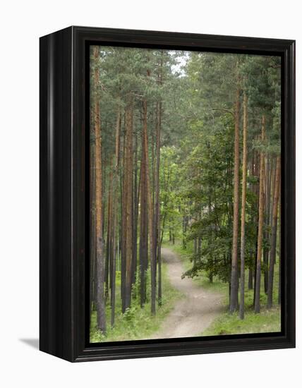 Path Through Pine Forest, Near Riga, Latvia, Baltic States, Europe-Gary Cook-Framed Premier Image Canvas