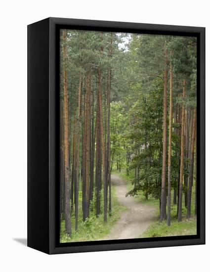 Path Through Pine Forest, Near Riga, Latvia, Baltic States, Europe-Gary Cook-Framed Premier Image Canvas