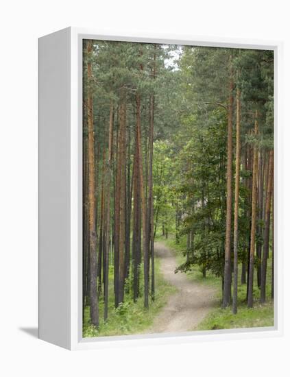 Path Through Pine Forest, Near Riga, Latvia, Baltic States, Europe-Gary Cook-Framed Premier Image Canvas