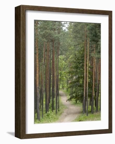 Path Through Pine Forest, Near Riga, Latvia, Baltic States, Europe-Gary Cook-Framed Photographic Print