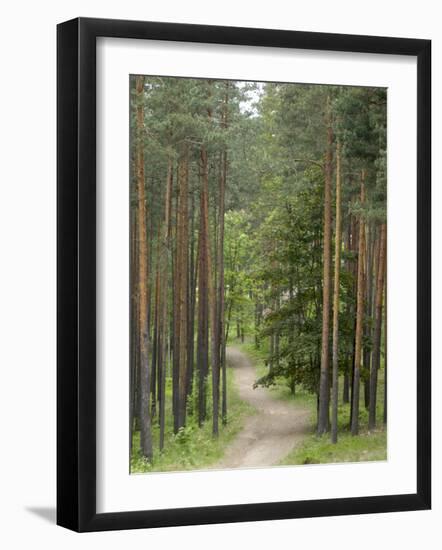 Path Through Pine Forest, Near Riga, Latvia, Baltic States, Europe-Gary Cook-Framed Photographic Print