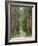 Path Through Pine Forest, Near Riga, Latvia, Baltic States, Europe-Gary Cook-Framed Photographic Print