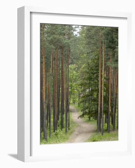 Path Through Pine Forest, Near Riga, Latvia, Baltic States, Europe-Gary Cook-Framed Photographic Print