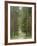 Path Through Pine Forest, Near Riga, Latvia, Baltic States, Europe-Gary Cook-Framed Photographic Print