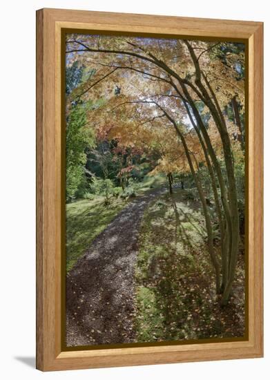 Path Through the Bloedel Reserve, Bainbridge Island, Washington, USA-Jaynes Gallery-Framed Premier Image Canvas