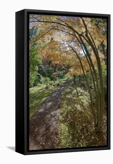 Path Through the Bloedel Reserve, Bainbridge Island, Washington, USA-Jaynes Gallery-Framed Premier Image Canvas