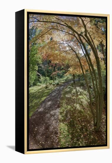 Path Through the Bloedel Reserve, Bainbridge Island, Washington, USA-Jaynes Gallery-Framed Premier Image Canvas