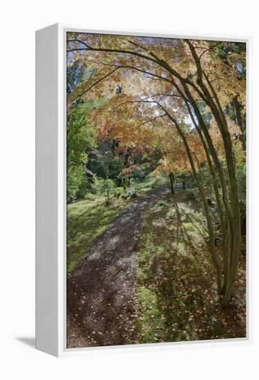 Path Through the Bloedel Reserve, Bainbridge Island, Washington, USA-Jaynes Gallery-Framed Premier Image Canvas