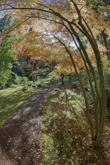 Path Through the Bloedel Reserve, Bainbridge Island, Washington, USA-Jaynes Gallery-Framed Photographic Print