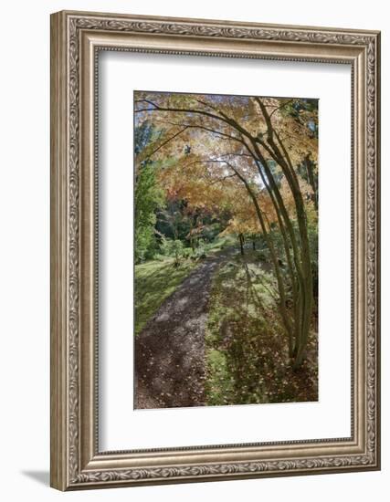 Path Through the Bloedel Reserve, Bainbridge Island, Washington, USA-Jaynes Gallery-Framed Photographic Print