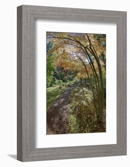 Path Through the Bloedel Reserve, Bainbridge Island, Washington, USA-Jaynes Gallery-Framed Photographic Print