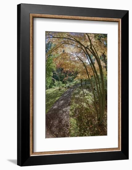 Path Through the Bloedel Reserve, Bainbridge Island, Washington, USA-Jaynes Gallery-Framed Photographic Print