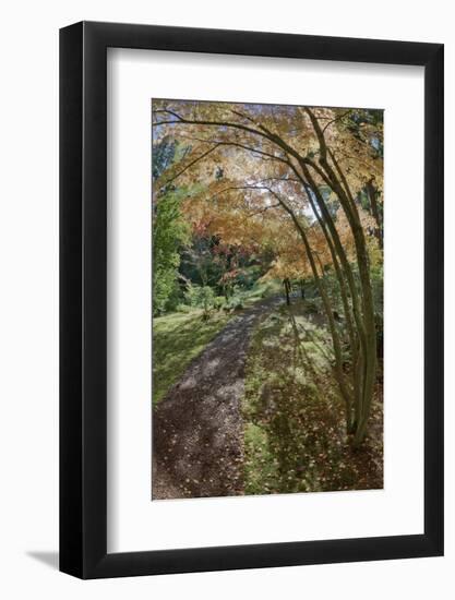 Path Through the Bloedel Reserve, Bainbridge Island, Washington, USA-Jaynes Gallery-Framed Photographic Print