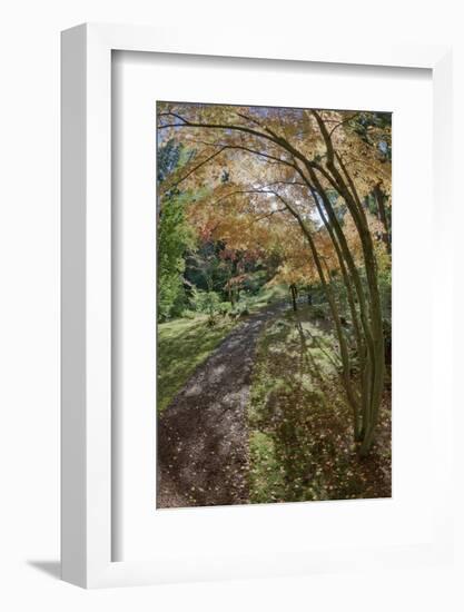 Path Through the Bloedel Reserve, Bainbridge Island, Washington, USA-Jaynes Gallery-Framed Photographic Print