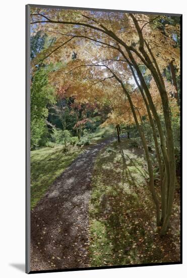 Path Through the Bloedel Reserve, Bainbridge Island, Washington, USA-Jaynes Gallery-Mounted Photographic Print