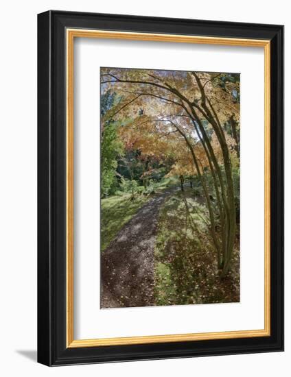 Path Through the Bloedel Reserve, Bainbridge Island, Washington, USA-Jaynes Gallery-Framed Photographic Print