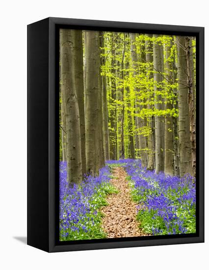 Path through the Blue Forest-Terry Eggers-Framed Premier Image Canvas