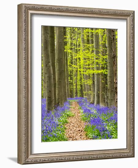 Path through the Blue Forest-Terry Eggers-Framed Photographic Print