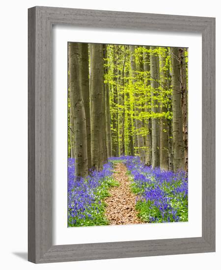 Path through the Blue Forest-Terry Eggers-Framed Photographic Print