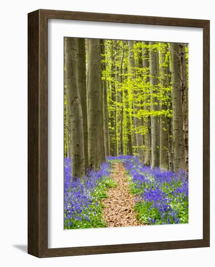 Path through the Blue Forest-Terry Eggers-Framed Photographic Print