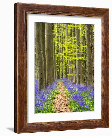 Path through the Blue Forest-Terry Eggers-Framed Photographic Print