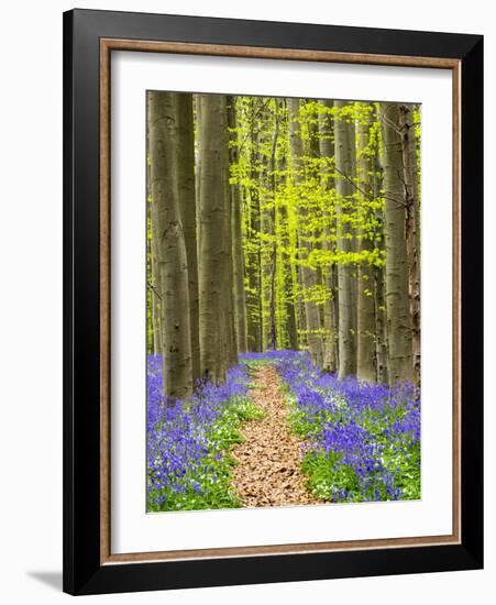 Path through the Blue Forest-Terry Eggers-Framed Photographic Print