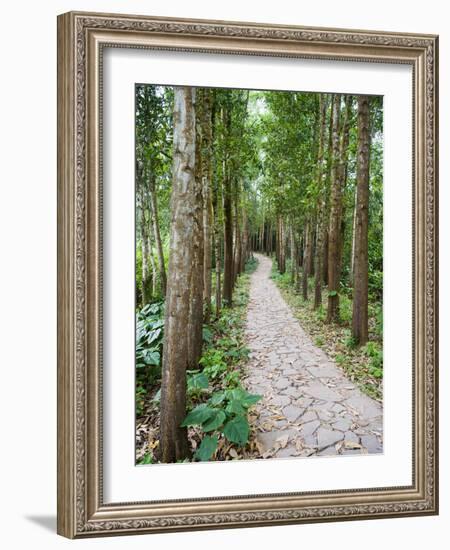 Path Through the Forest at My Son, UNESCO World Heritage Site, Vietnam, Indochina, Southeast Asia-Matthew Williams-Ellis-Framed Photographic Print