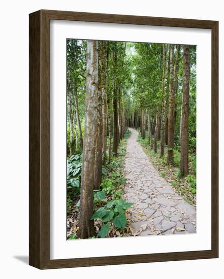 Path Through the Forest at My Son, UNESCO World Heritage Site, Vietnam, Indochina, Southeast Asia-Matthew Williams-Ellis-Framed Photographic Print