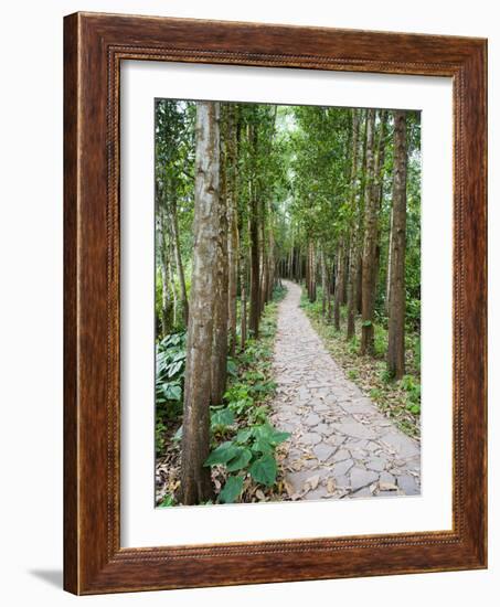 Path Through the Forest at My Son, UNESCO World Heritage Site, Vietnam, Indochina, Southeast Asia-Matthew Williams-Ellis-Framed Photographic Print