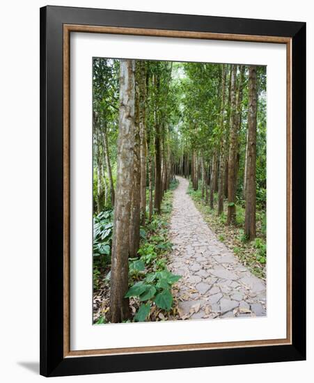 Path Through the Forest at My Son, UNESCO World Heritage Site, Vietnam, Indochina, Southeast Asia-Matthew Williams-Ellis-Framed Photographic Print