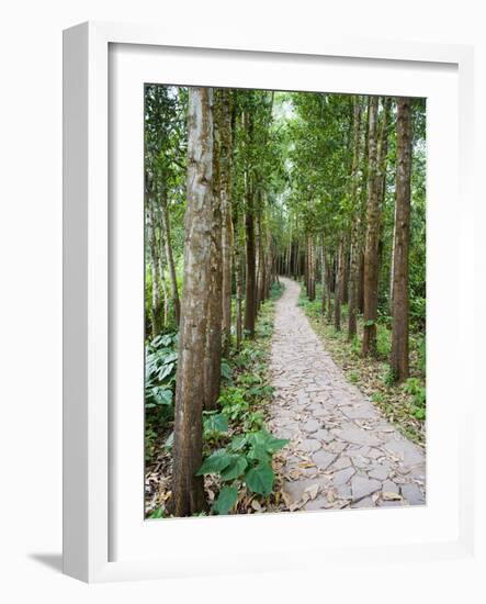 Path Through the Forest at My Son, UNESCO World Heritage Site, Vietnam, Indochina, Southeast Asia-Matthew Williams-Ellis-Framed Photographic Print