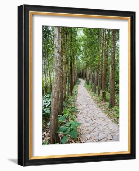 Path Through the Forest at My Son, UNESCO World Heritage Site, Vietnam, Indochina, Southeast Asia-Matthew Williams-Ellis-Framed Photographic Print