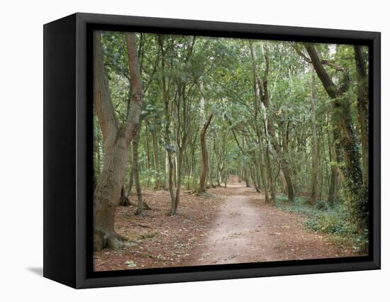 Path Through the Forest in Summer, Avon, England, United Kingdom-Michael Busselle-Framed Premier Image Canvas