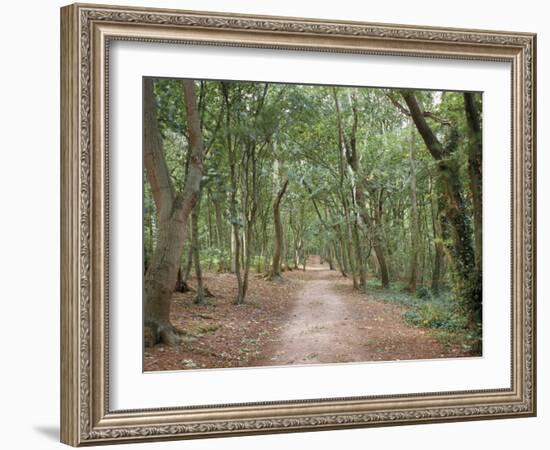 Path Through the Forest in Summer, Avon, England, United Kingdom-Michael Busselle-Framed Photographic Print