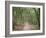 Path Through the Forest in Summer, Avon, England, United Kingdom-Michael Busselle-Framed Photographic Print