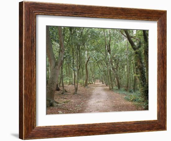 Path Through the Forest in Summer, Avon, England, United Kingdom-Michael Busselle-Framed Photographic Print