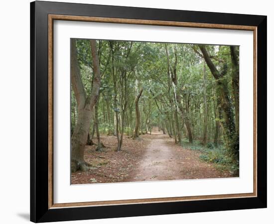 Path Through the Forest in Summer, Avon, England, United Kingdom-Michael Busselle-Framed Photographic Print