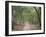 Path Through the Forest in Summer, Avon, England, United Kingdom-Michael Busselle-Framed Photographic Print