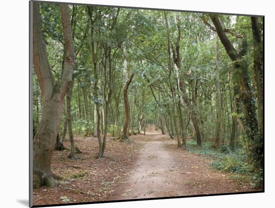 Path Through the Forest in Summer, Avon, England, United Kingdom-Michael Busselle-Mounted Photographic Print