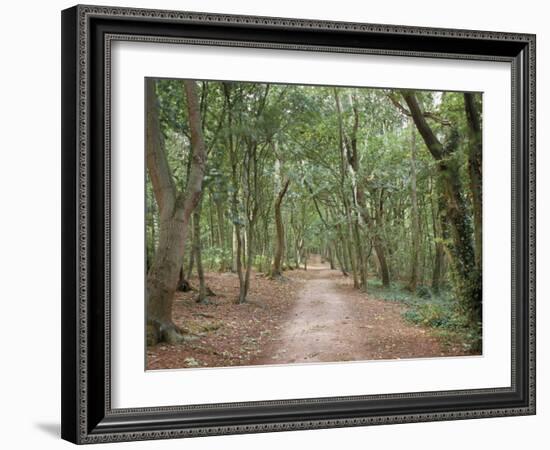 Path Through the Forest in Summer, Avon, England, United Kingdom-Michael Busselle-Framed Photographic Print