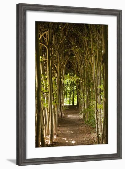 Path Through the Trees-Karyn Millet-Framed Photographic Print