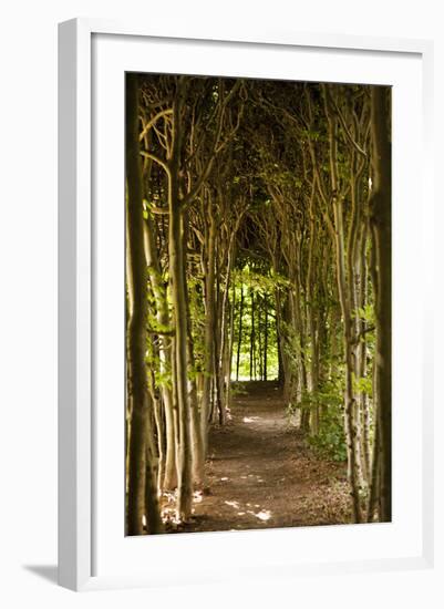 Path Through the Trees-Karyn Millet-Framed Photographic Print