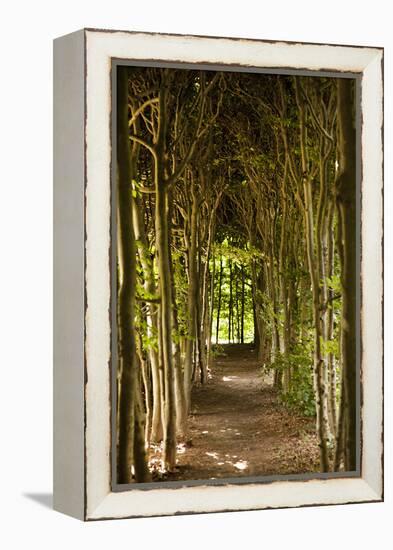 Path Through the Trees-Karyn Millet-Framed Premier Image Canvas