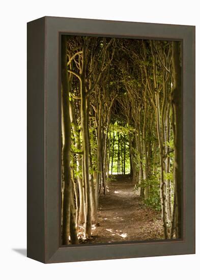 Path Through the Trees-Karyn Millet-Framed Premier Image Canvas