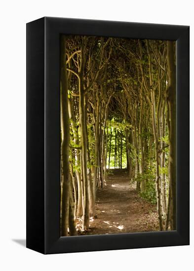 Path Through the Trees-Karyn Millet-Framed Premier Image Canvas