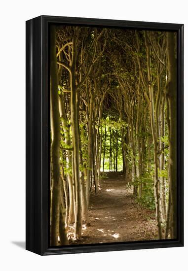 Path Through the Trees-Karyn Millet-Framed Premier Image Canvas