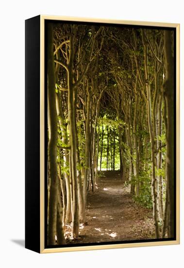Path Through the Trees-Karyn Millet-Framed Premier Image Canvas